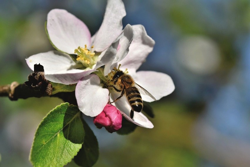 Dopłaty do pszczół i dotacja za szkody w uprawach w 2020 roku - nawet 1200 zł do hektara