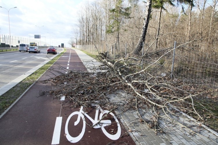 Drzewo spadło na ścieżkę rowerową wzdłuż ul. gen. Maczka