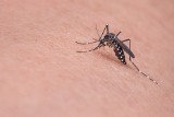 Gdzie są komary? Dlaczego w tym roku nie ma komarów? Specjalista wyjaśnia: "Może być ich teraz mniej"