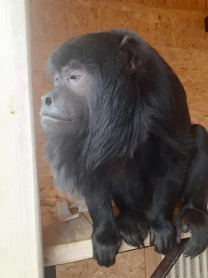 Małpa, która uciekła z ZOO w Dolinie Charlotty pozostaje nadal nieuchwytna