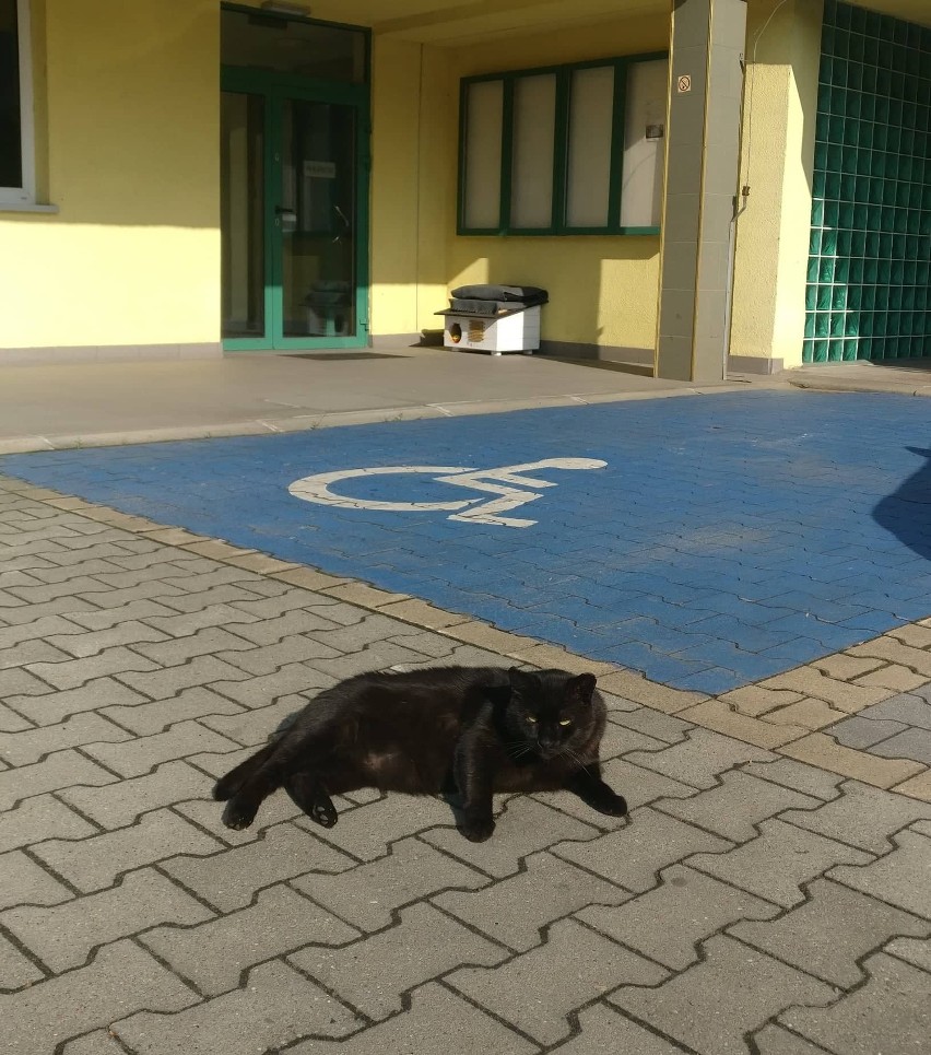 Kot Maciek od lat mieszka w siedzibie Sosnowieckich...