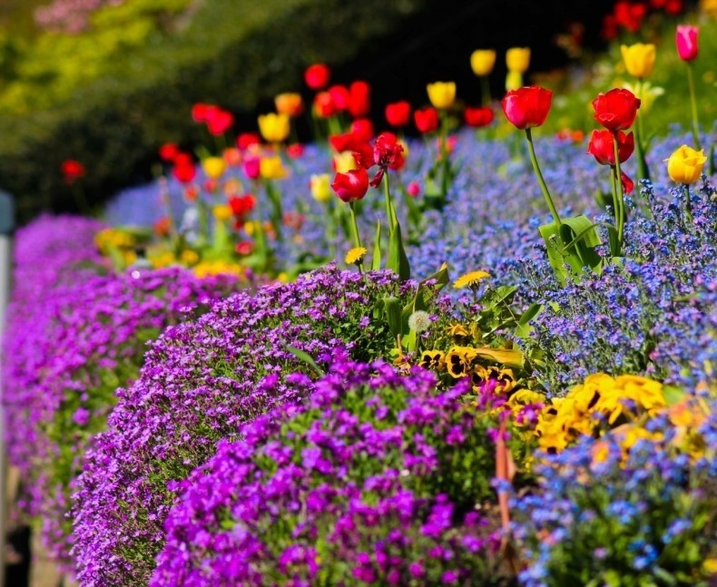 Niebiesko-fioletowa masa kwiatów z żółtymi i czerwonymi...
