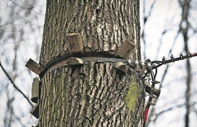 Na jednym z drzew zniszczone są praktycznie wszystkie drewniane zabezpieczenia. Jeszcze w tym miesiącu mają zostać wymienione na nowe, a liny będą poluzowane - zapewnia zarządca parku.