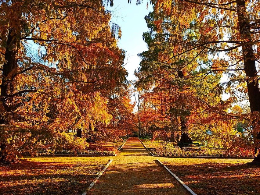 Tak wygląda jesień w obiektywie naszych czytelników! Piękne ZDJĘCIA
