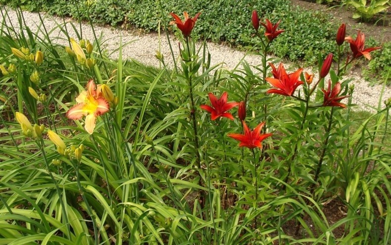 Liliowce (z lewej) i lilie (z prawej) są prawdziwą ozdobą...
