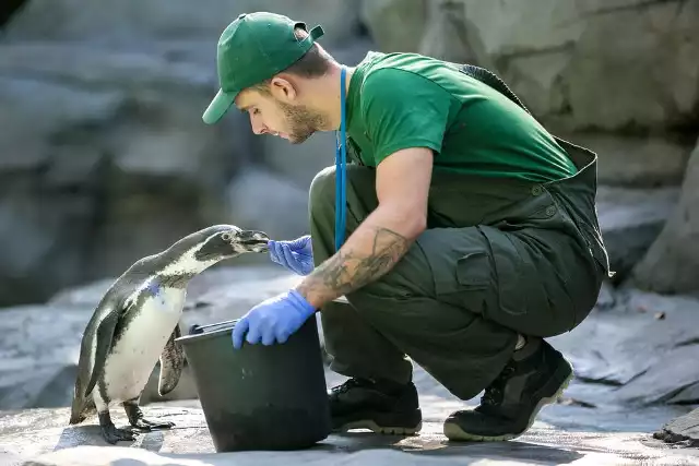 Każdy pingwin dostaje od swych opiekunów (tu Konrad Klaś) pół kilograma śledzi i szprotek dziennie