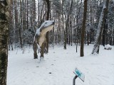 Urokliwy park im. Jacka Kuronia w Sosnowcu w zimowej odsłonie! Zobaczcie piękne zdjęcia miejsca pokrytego śniegiem 