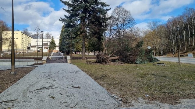 Starachowice - powalone drzewo przy Parku Kultury w Starachowicach. Na kolejnych zdjęciach zobaczcie inne zniszczenia