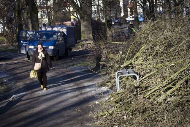 W sumie w parku wycięto czterdzieści trzy stare drzewa. Jak twierdzą odpowiedzialni za wycinki, charakter tego miejsca nie ma się zmienić, ale wiele osób w to wątpi