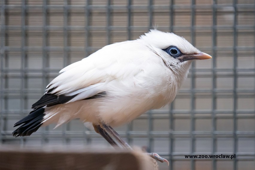 We wrocławskim zoo na świat przyszedł szpak balijski, najrzadszy ptak na świecie. Ludzie zabijają go dla piór [ZDJĘCIA]