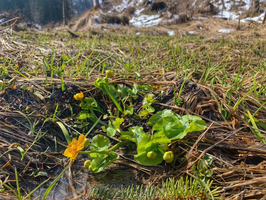 Tatry. Turystów na szlakach brak, więc za krokusy wzięły się... łanie [9.04.]