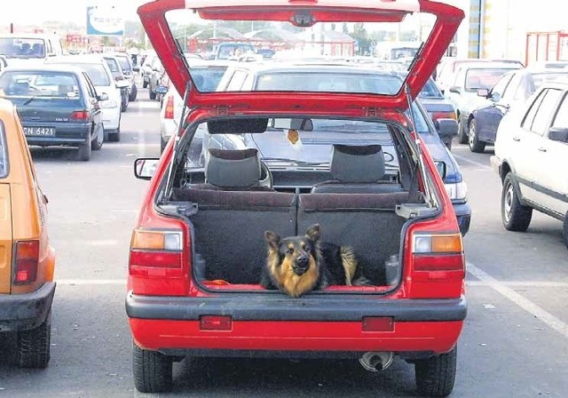 Na parkingach przed hipermarketami pies czekający na swych właścicieli to częsty widok. Trzeba pamiętać, żeby umożliwić mu dostęp do świeżego powietrza.