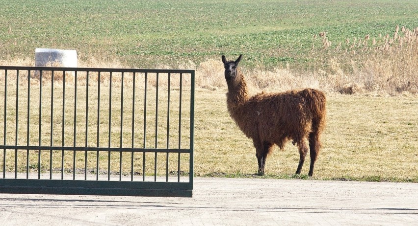 Lama Peryskop często spaceruje po Swojczycach