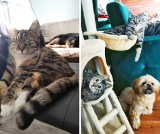 Ci czworonożni mieszkańcy Kraśnika potrafią pozować! Zobacz zabawne zdjęcia  kotów i psów nadesłane przez naszych Czytelników