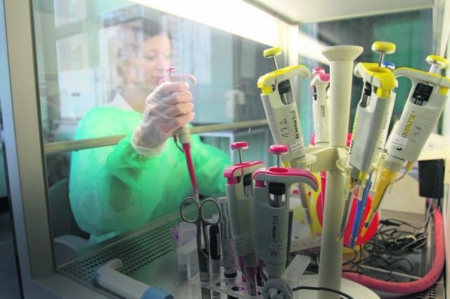 W laboratorium Wojewódzkiej Stacji Sanitarno-Epidemiologicznej badają wymazy z gardła i nosa, aby wykryć wirus grypy.