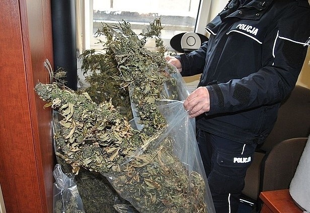  Nielegalna uprawa w Jarosławiu. Zabezpieczono ponad 9 kg marihuany