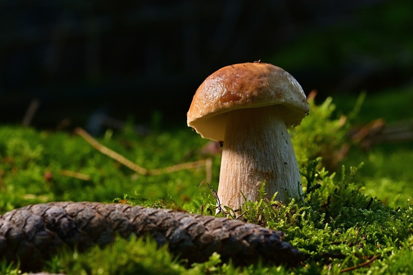 Grzybobranie zabronione jest również na terenie leśnych...