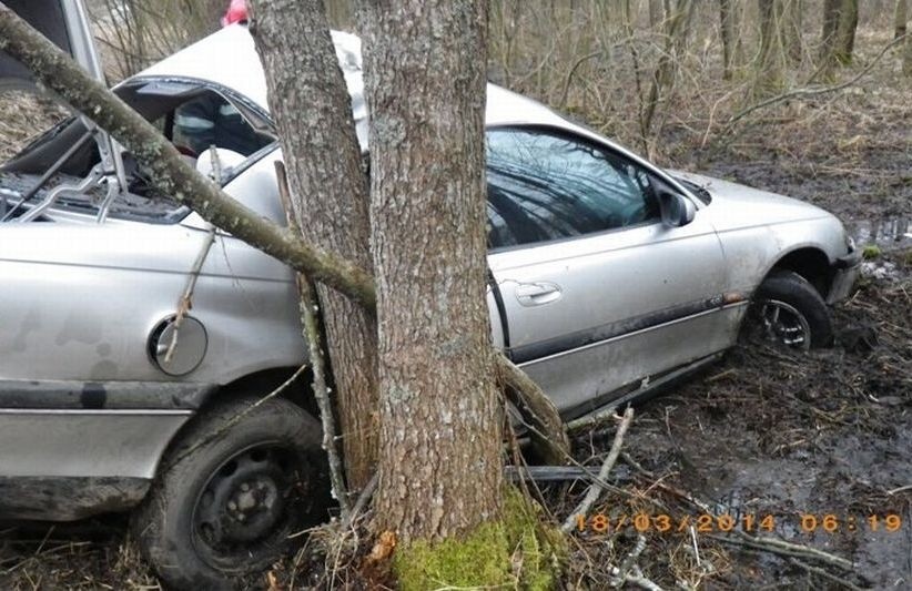 Harsz. Wypadek z udziałem łosia. Kierowca uderzył w drzewo i wylądował w bagnie (zdjęcia)