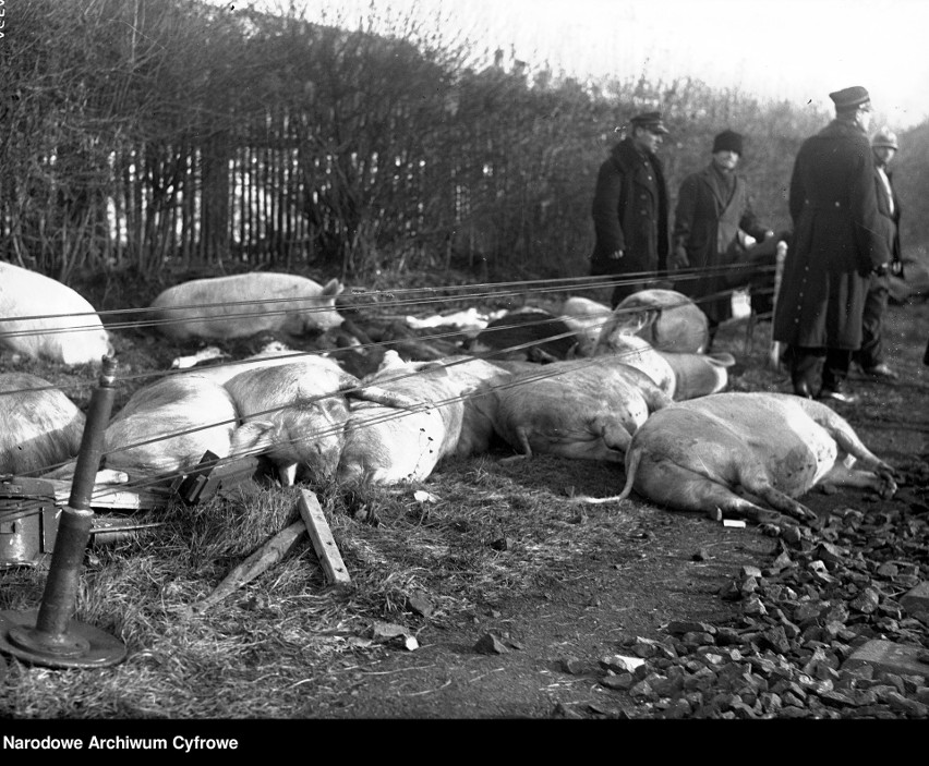 1935 rok. Katastrofa kolejowa pociągu towarowego pod...