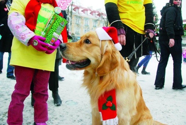 Golden retrievery wraz ze swoimi opiekunami będą kwestować, tak jak w ubiegłych latach, w centrum Białegostoku. Wszystkie są spokojne i doskonale wychowane.