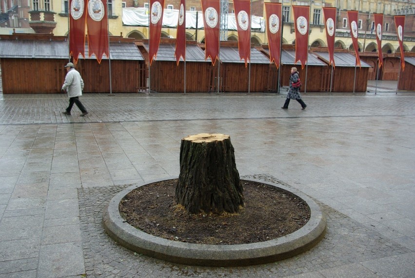 Kraków. Na Rynku Głównym może pojawić się więcej drzew. "To czas, żeby serce miasta stało się wreszcie zielone"
