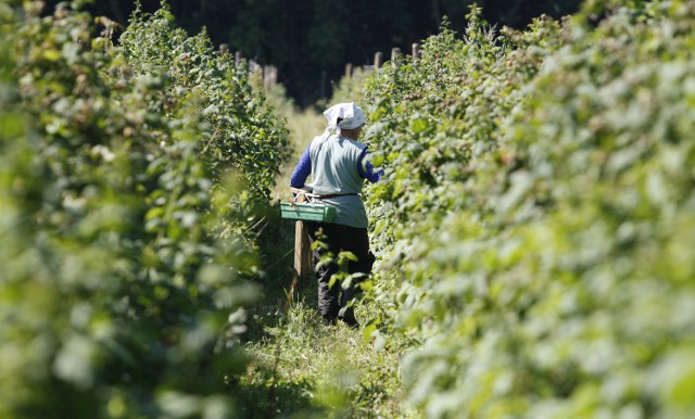 Dotąd przybysze ze Wschodu zatrudniani byli głównie do prac sezonowych w rolnictwie. Teraz coraz częściej dostają oferty z zakładów przemysłowych, pracują na umowy zlecenia, czyli za grosze.  