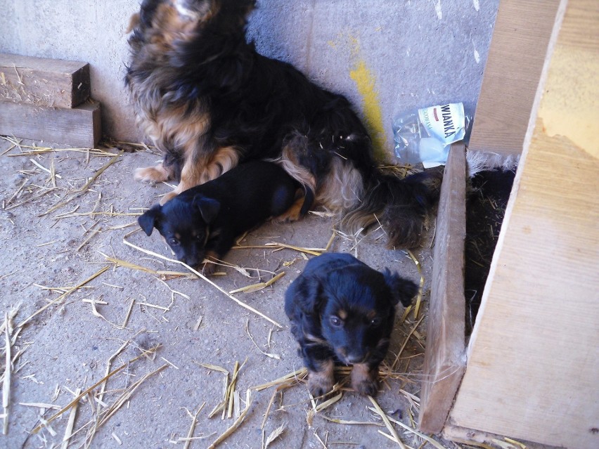 Małe pieski i ich mama czekają na adopcję. Trafiły do Urzędu Gminy w Bobrownikach