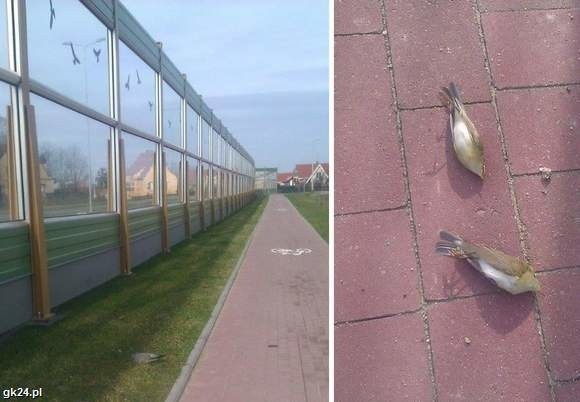 Przez ekrany akustyczne w Kołobrzegu giną ptaki.