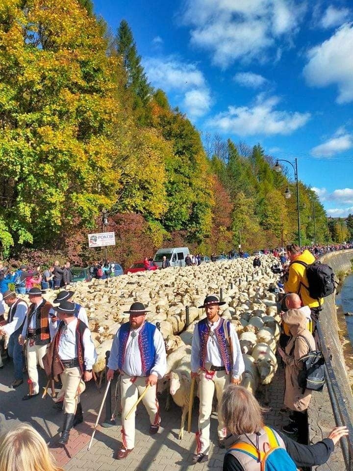 Jesienny REDYK w Pieninach. Niemal 2000 owiec przeszło ulicami Szczawnicy