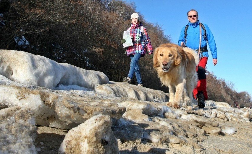 Pomorski Puchar Dogtrekkingu w Gdyni. Psy i ich właściciele maszerowali Polanką Redłowską [ZDJĘCIA]