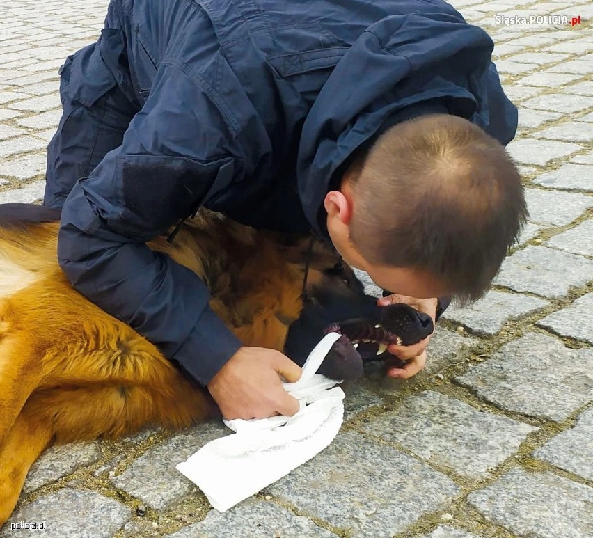 Jak udzielić pierwszej pomocy psu? Policjanci uczą się, jak udzielać pierwszem pomocy rannym owczarkom na służbie