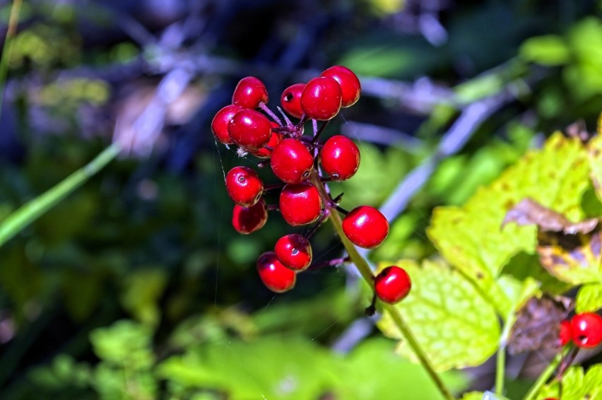 Czerniec gronkowy (Actaea spicata) to bylina o liściach...