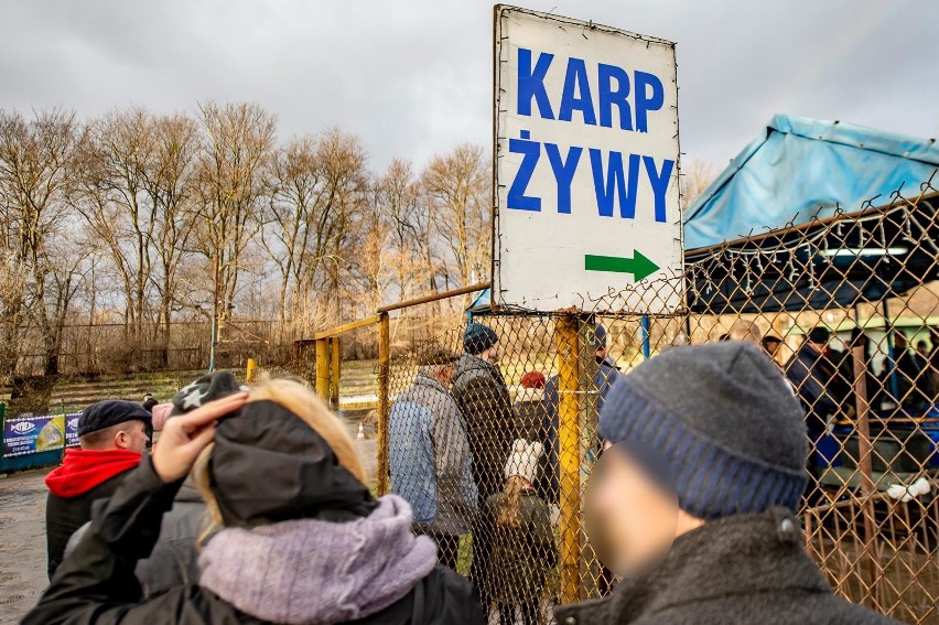 Im bliżej świąt tym większe zainteresowanie karpiami. Są one...