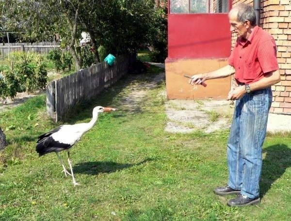 Bociek przybiega na dokarmianie do pana Tadeusza, ale zachowuje dystans.