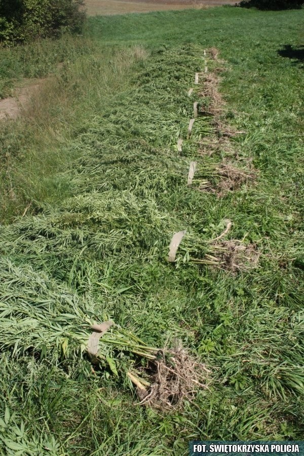 W powiecie kazimierskim pośród pietruszki rosły krzaki konopi. Właściciel pola zapewnia, że z nimi walczył