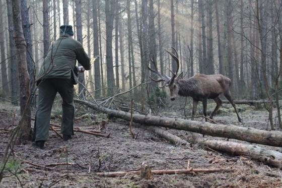 Fotografia przedstawia leśnika uwalniającego byka jelenia zaplątanego we wnyki.