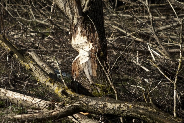 Niedaleko nowego wiaduktu, u zbiegu ulic Bosmańskiej i Batalionów Chłopskich w Koszalinie, od kilku tygodni zauważyć można wzmożoną aktywność bobrów.