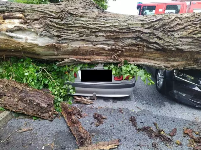 Powalone przez wiatr drzewo upadło na parking w Grudziądzu