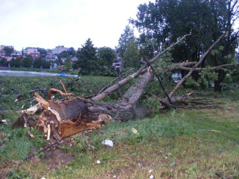 Część drzew została wyrwana z korzeniami.