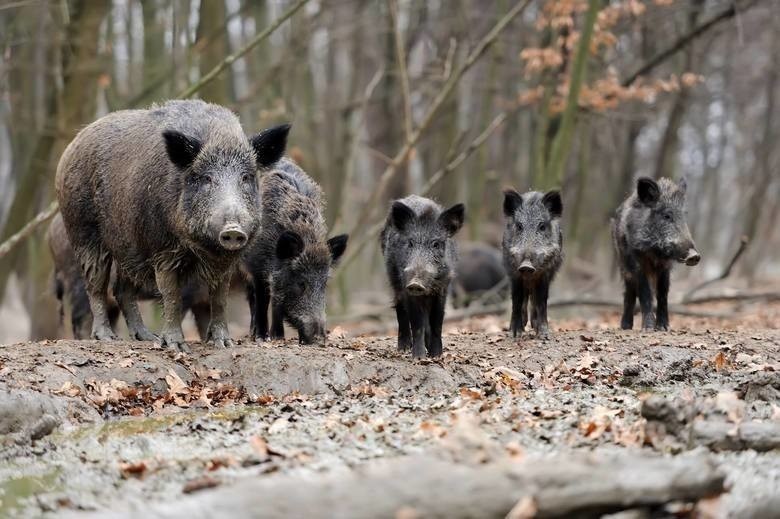 W Parku Górczyńskim w Gorzowie do dzików podbiegły dzieci,...