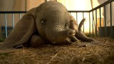 Dumbo: Najsympatyczniejszy słonik w historii kina powraca! Czy film słynnego reżysera Tima Burtona okaże się hitem?