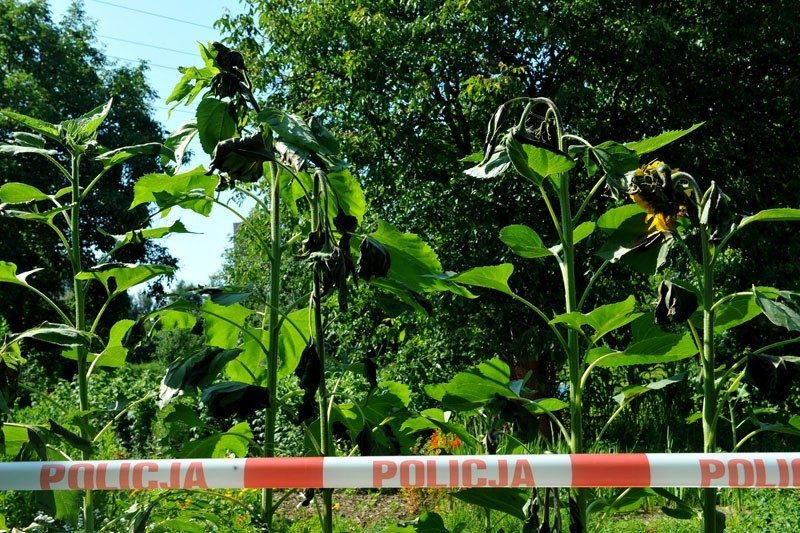 Pożar altany na działkach w Rzeszowie...