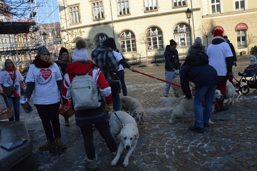 24. Finał WOŚP we Wrocławiu. Kwestują właściciele psów rasy...