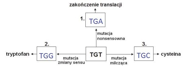 Matura 2016: BIOLOGIA rozszerzona [ODPOWIEDZI, ARKUSZ CKE]