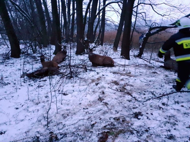 Zdjęcia ze środowej akcji, podczas której strażacy uratowali 15 jeleni
