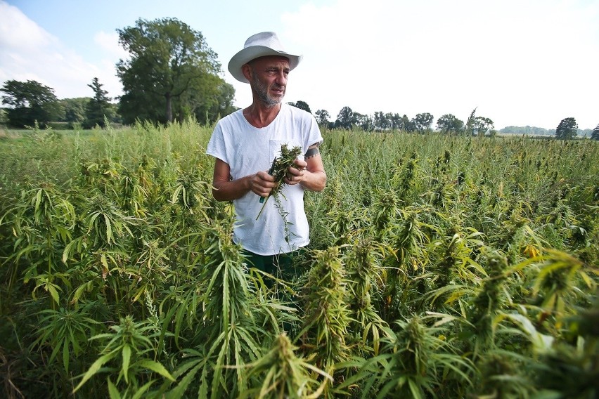 Na podwrocławskiej plantacji konopi ruszyły żniwa. Rośliny...