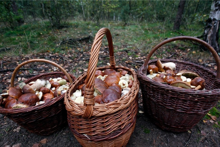 Zobaczcie, ile grzybów znaleźli nasi Czytelnicy! Codziennie...