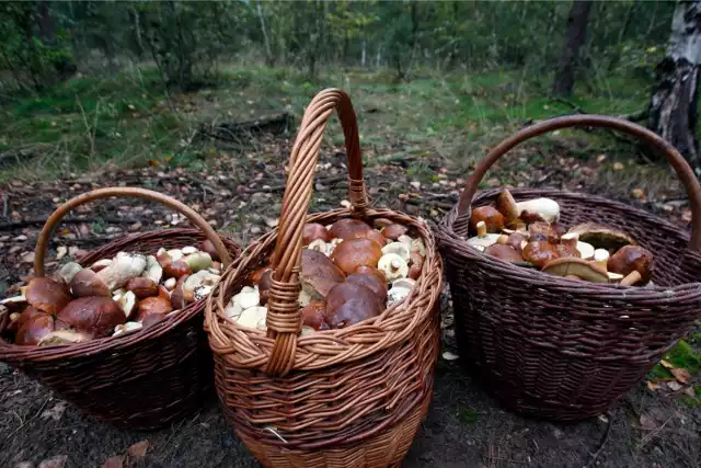 Zobaczcie, ile grzybów znaleźli nasi Czytelnicy! Codziennie dostajemy kolejne zdjęcia okazów zebranych w lasach w regionie. Też lubicie chodzić na grzyby? Czekamy na Wasze zdjęcia: w komentarzach na Facebooku, wiadomości prywatnej lub na online@pomorska.pl. Z przyjemnością dodamy je do naszej galerii!