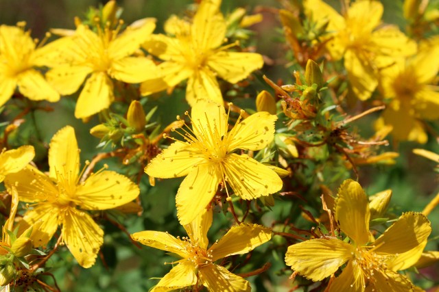 Cechami charakterystycznymi dziurawca są prześwitujące kropki w blaszce liściowej oraz żółte kwiaty, które pojawiają się pod koniec czerwca.