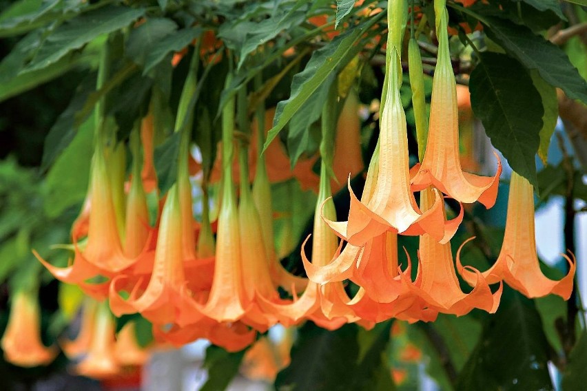 BRUGMANSIA, czyli tzw. "anielskie trąbki" to piękna roślina,...